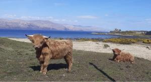 two cows standing on a grassy hill next to the water at Ard Na Mara Self Catering Isle of Mull in Dervaig