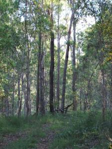 a wooded area with tall trees and green grass at Bungadoo Country Cottage in Bullyard