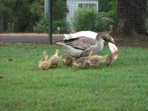 a goose and her chicks standing in the grass at Bungadoo Country Cottage in Bullyard