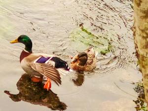a couple of ducks swimming in the water at River House - Casas do Rio Tora in Arcos de Valdevez
