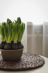 a plant in a pot sitting on a table at Šaulys in Druskininkai