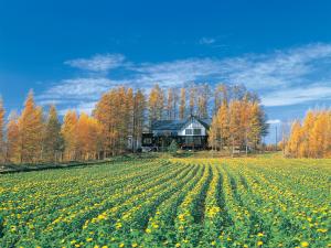 un campo de flores amarillas delante de una casa en Adagio Hokkaido, en Biei