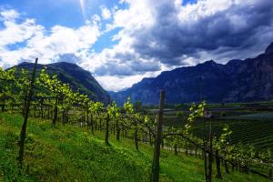 a vineyard in a field with mountains in the background at Agritur Zuveith in Salorno sulla Strada del Vino +8 photos