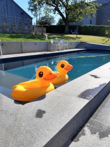 two rubber ducks sitting in a swimming pool at B&B Maison Honorine in Durbuy