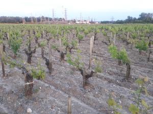 een wijngaard met rijen groene wijnstokken bij Chateau Gunes (Guges) in Cissac-Médoc