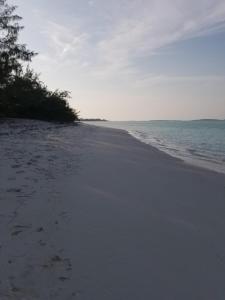 a sandy beach with a tree and the ocean at Fishtail Palms - Sapodilly in Stuart Manor