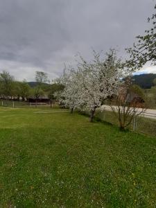 a tree with white flowers in a field of grass at Apartman Djokovic in Mokra Gora