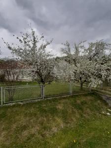 Aed väljaspool majutusasutust Apartman Djokovic