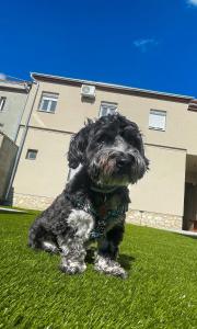 Domáce zviera alebo zvieratá hostí v ubytovaní Holiday Apartmanház