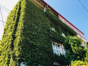 um edifício coberto de hera verde em Puli Town B&B em Puli