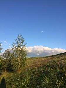 un árbol en medio de un campo de hierba en Будинок для відпочинку в лісі, en Berëzovka 38 fotos más