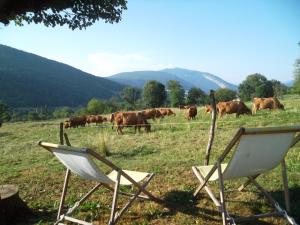 a herd of cows in a field with two chairs at La Buissonnière in Le Noyer