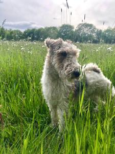 dos perros jugando en un campo de hierba en La Blanchisserie en Le Puy-Saint-Bonnet