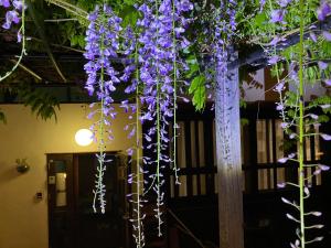 a bunch of purple flowers hanging from a ceiling at Pension Lanpou in Fujikawaguchiko