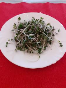 Comida na casa de hóspedes ou em algum lugar perto