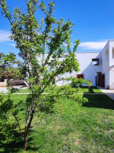 a tree in a yard next to a building at Apartments Leticia in Vrsi