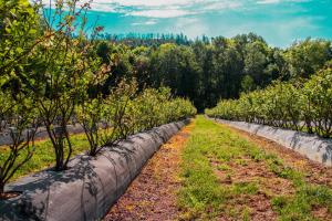 Um jardim em Quinta de Requeixo