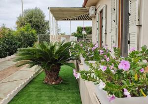 un giardino con fiori rosa e una palma di Oroblu. Villetta singola a 50 metri dal mare a Marina di Ragusa