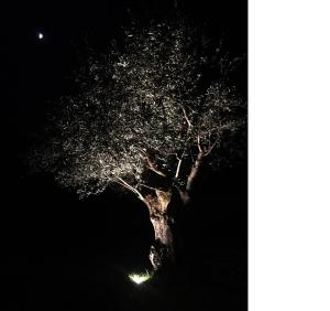 Fotografie z fotogalerie ubytování B&B Gli Ulivi v destinaci Carlazzo