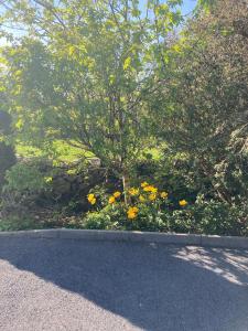 Foto sihtkohas Ballinrobe asuva majutusasutuse Jackie’s @ Bontrum galeriist