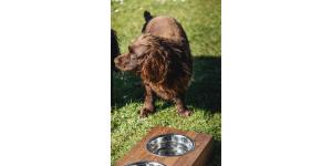 a dog standing next to a bowl of water at The Blue Ball Inn in Sidmouth