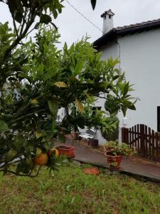 Ogród w obiekcie El Oteru I