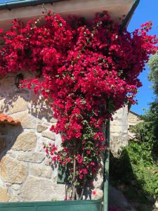 un montón de flores rojas colgando de una pared en Quinta Santo Antonio Da Pedreira, en Facha