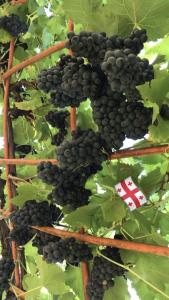 een bos druiven die op een wijnstok groeien bij Hotel Oniks in Koetaisi