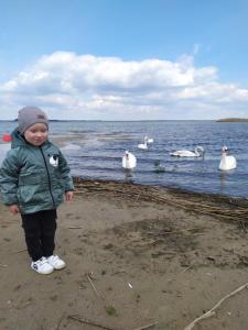 un niño de pie en la playa con cisnes en el agua en Лукі, en Svityazʼ