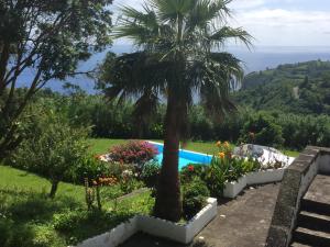 a garden with a palm tree and a swimming pool at Vivenda Flores - Casa Hortensia in Lomba