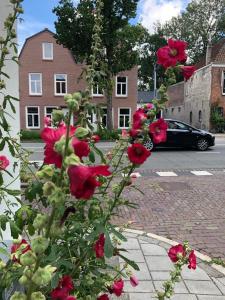 een bos van rode rozen groeien op een stoep bij Apartment Bolwerkzicht in Middelburg +2 foto's