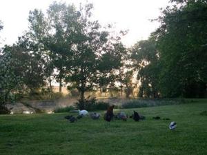 un grupo de aves sentadas en el césped en un campo en Au Bas Chalonge Gite Le Four à Pain, en Ligné