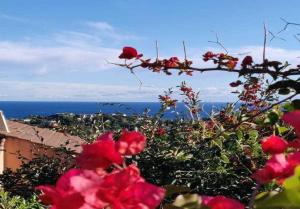 um ramo com flores vermelhas e o oceano no fundo em "TI SABLE" Agréable studio climatisé, Jolie Vue Mer, Piscine à Cavalaire sur Mer Golfe de St-Tropez em Cavalaire-sur-Mer