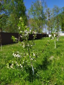 un pequeño árbol con flores blancas en la hierba en Лукі, en Svityazʼ
