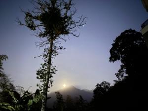 a tree in front of a mountain with the sun in the sky at Sitou ARCADIA Homestay in Lugu Lake