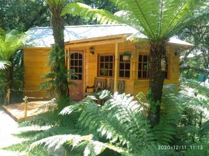 una pequeña cabaña de madera en un bosque con plantas en Bangalô do Xaxim, en Gramado