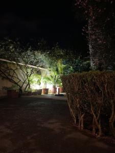 ポンタ・デルガダにあるCasa de Santa Margaridaの夜の植物園