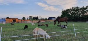 Zvieratá na farme alebo blízkom okolí