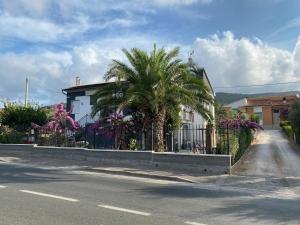 a palm tree in front of a fence on a street at 43° Parallelo in Campiglia Marittima