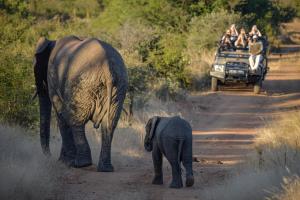 an adult elephant and a baby elephant walking down a dirt road at Khaya Ndlovu Safari Manor in Hoedspruit
