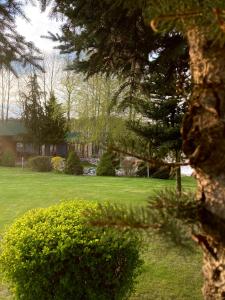 une cour verdoyante avec une maison et un arbre dans l'établissement Osada Laskowo, Ośrodek Laskowo domki nad jeziorem, à Laskowo