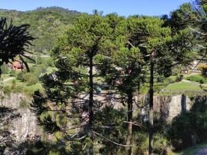 a pine tree growing on the side of a mountain at pousada alternativa dora in Urubici