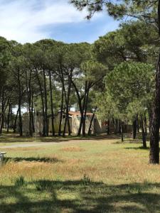 un parc avec des arbres et un banc dans l'herbe dans l'établissement Oh! Campings - La Tamarissière Agde, à Agde