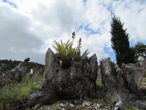 Galería fotográfica de Cabaña Campestre Katie en Paipa 26 fotos más