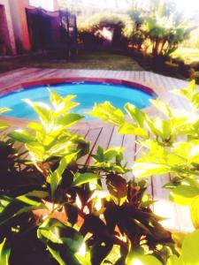 une piscine avec une plante en face de celle-ci dans l'établissement SAHA NOFY Ambohimalaza Guest, à Antananarivo