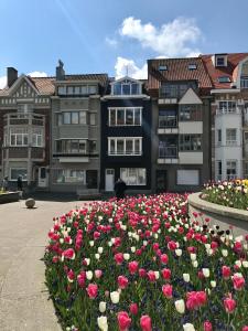 a field of pink and white flowers in front of buildings at Appartement Giulia in Knokke-Heist