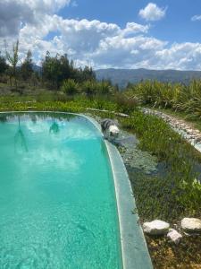 un cane si trova accanto a una piscina di CDR moderne luxe en spectaculair uitzicht a Vila Cova de Alva