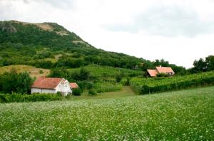 una casa en un campo de hierba con una montaña en Csobánc Szerelem-Nemzeti Park-Önalló Ház en Gyulakeszi