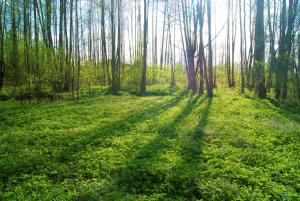 un bosque con árboles que proyectan sombras en la hierba en Łosiowate Gospodarstwo Agroturystyczne, en Rybaki