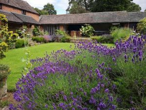 un giardino con fiori viola di fronte a un edificio di Lupin Cottage at Boningale Manor a Wolverhampton